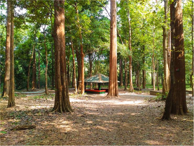 Teak Plantation