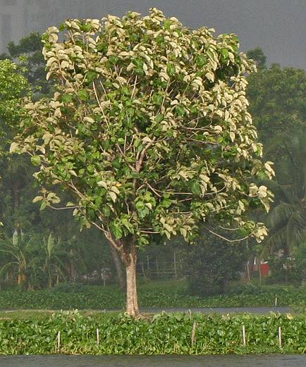 Teak Tree