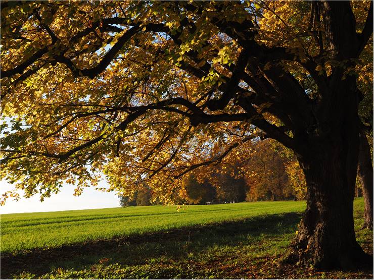 Tilia Tree