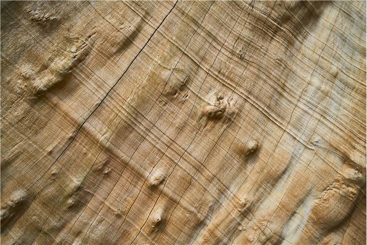 Wood Tree Texture